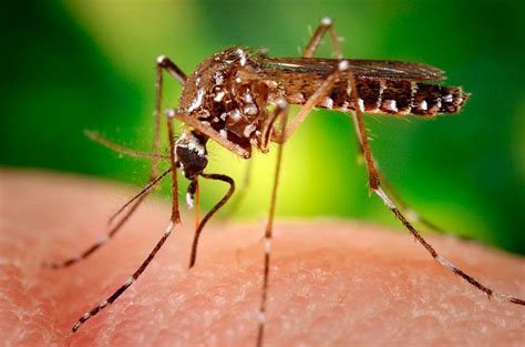 Il Virus Zika Anche In Italia E Spagna InfoItaliaSpagna