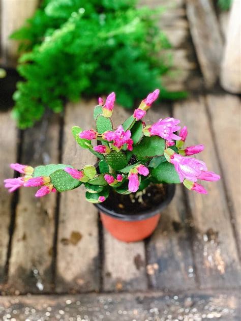 Cây Hatiora graeseri Easter Cactus Xương Rồng Phục Sinh chậu nhựa