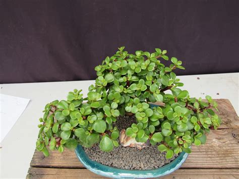 Baby Jade Bonsai 3 Tree Forest