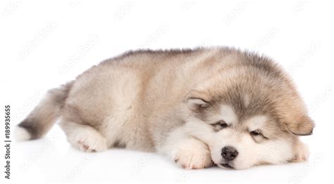 Are Malamute Puppies Fluffy