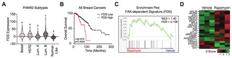 Cancers Free Full Text Focal Adhesion Kinase Provides A Collateral