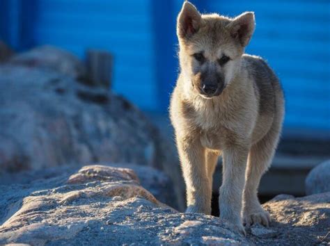 Greenland Dog: Temperament, Price, Lifespan