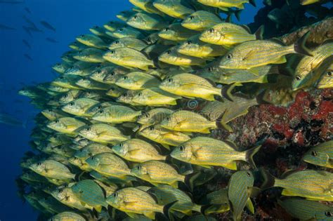 Marine Life On The Reefs Of The Dutch Caribbean Island Of Sint Maarten