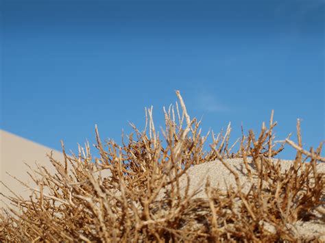 Free Images Tree Nature Sand Horizon Branch Winter Cloud Sky