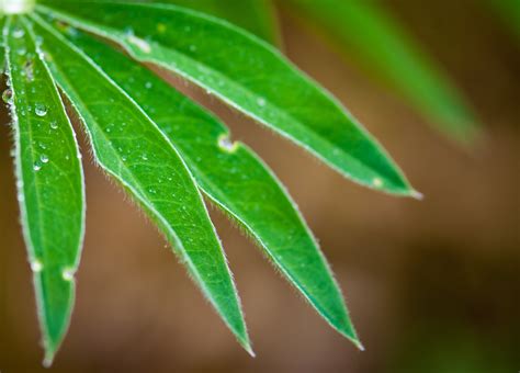 Selective Focus Photo Of Green Linear Leaf Plant Hd Wallpaper