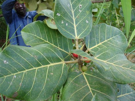 African Plants A Photo Guide Ficus Platyphylla Delile