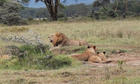 Days Amboseli Samburu Aberdares Nakuru Mara Safari From