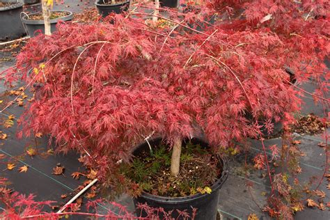 Acer palmatum 'Emerald Lace' Japanese Maple | Conifer Kingdom