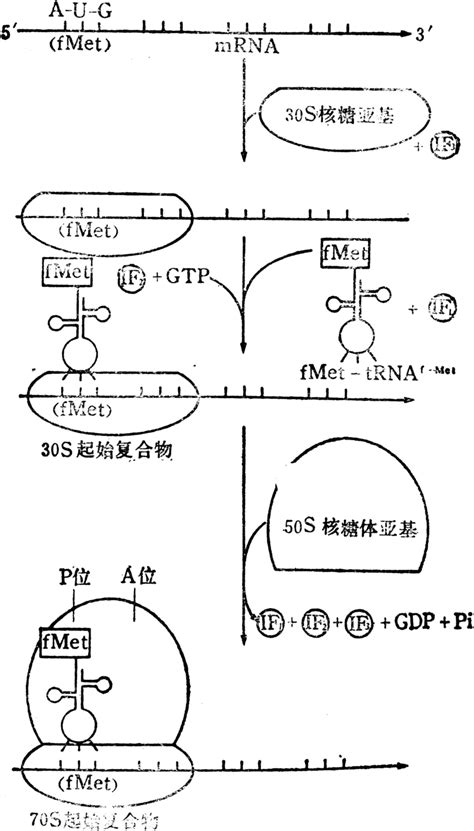 蛋白质代谢 智汇三农