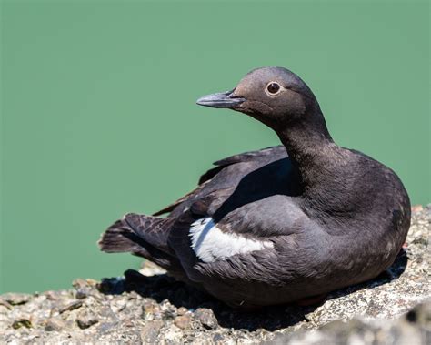 Pigeon Guillemot | Audubon Field Guide