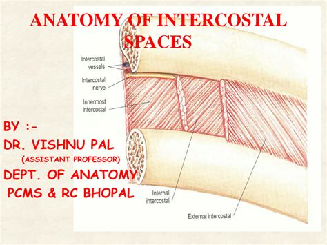 Solution Anatomy Intercostal Spaces Thorax Intercostal Nerve Studypool