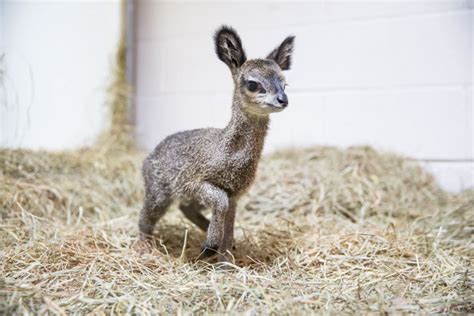 Cute Baby Dwarf Antelope Becomes New Resident At Chicago Zoo