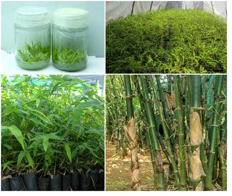 Fresh Bamboo Tissue Culture Plant At Rs 16piece Plant Tissue Culture