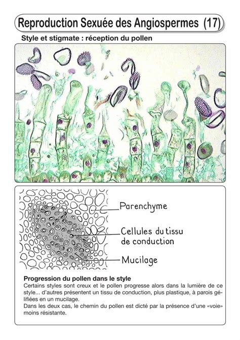 Pdf Reproduction Sexu E Des Angiospermes Reproduction Sexu E