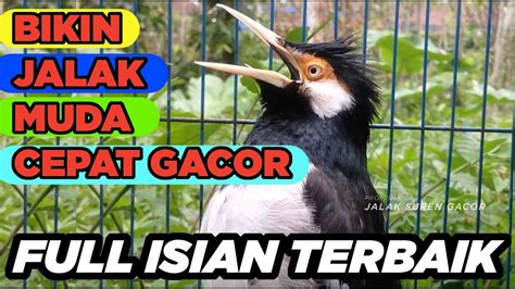 BURUNG JALAK SUREN GACOR ISIAN JUARA Paling Cepat Masuk Untuk PANCINGAN