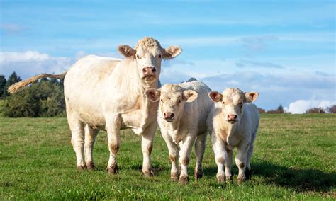 Charolais Cattle: Essential Facts and Breed Information