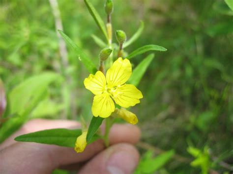 Small Sundrops Origin Native Plants