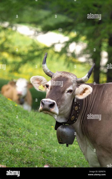 Portrait Of Cow Wearing Cow Bell Looking At Camera Swiss Alps