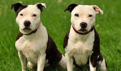 Staffordshire Bull Terrier Dog Breed Information Vetstreet Vetstreet