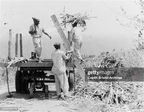 3022 Sugar Plantations Stock Photos High Res Pictures And Images