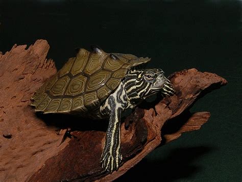 Southern Black Knobbed Turtles for sale | The Turtle Source