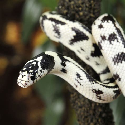 California King Snake California King Snake Snake Milk Snake