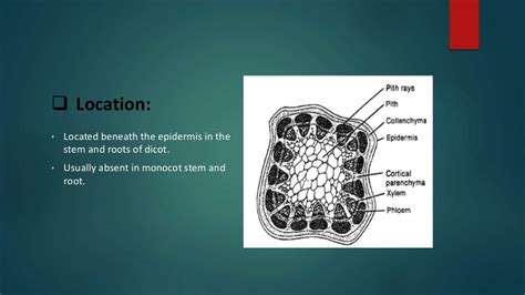 Structure, Development & Function of Collenchyma