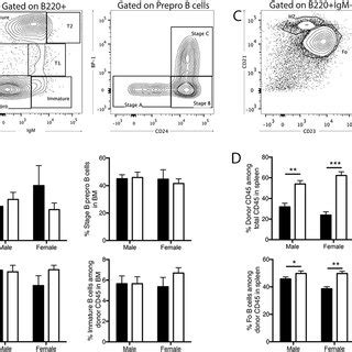 Human T Cell Development And The Origins Of T Cell Lymphoma T Cell