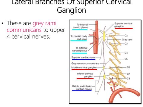 Cervical Sympathetic Trunks Anatomy Ppt