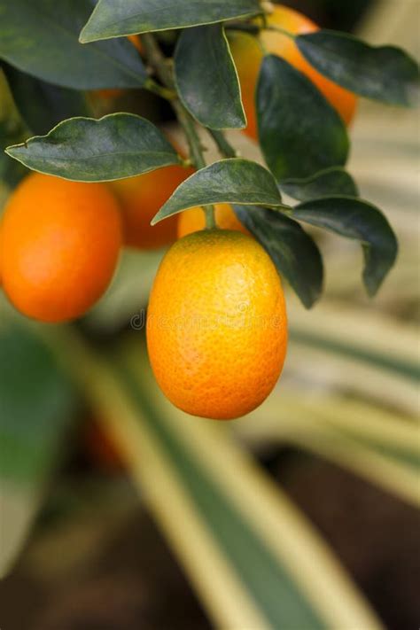 Orange Kumquat On The Tree Stock Photo Image Of Fortunella