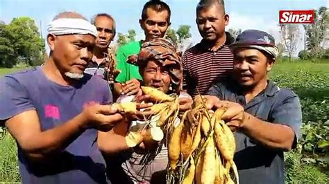 Petani Rugi Tanaman Musnah Ditenggelami Banjir Video Dailymotion