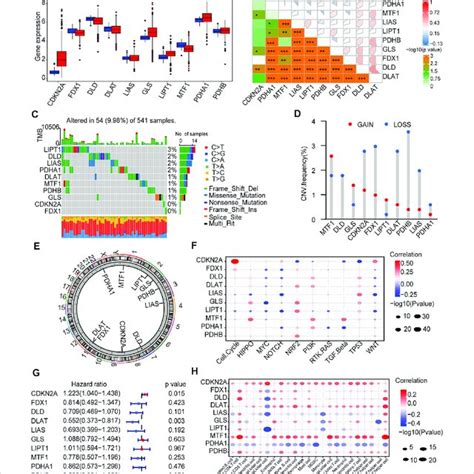 Landscape Of Cuproptosis Related Genes CRGs In CRC A Expression Of