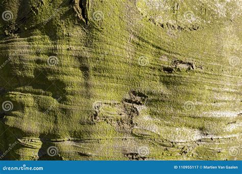 Beech Tree Bark in Close-up. Stock Image - Image of background ...