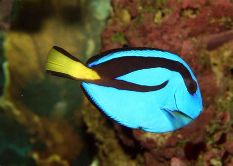 Maurices Photosaquariumparacanthurus Hepatus Palette Surgeonfish