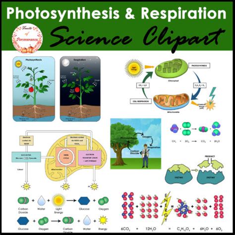 Photosynthesis And Cellular Respiration Clipart And Diagrams Made By