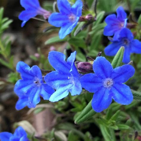 Lithodora Diffusa Heavenly Blue Zeleni Prsti