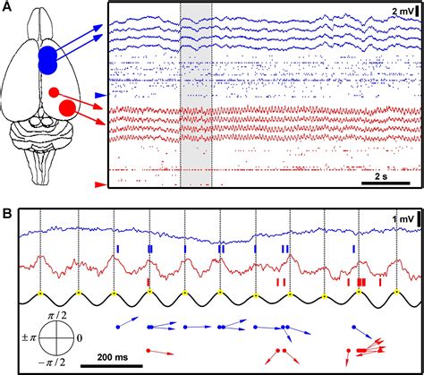 Prefrontal Phase Locking To Hippocampal Theta Oscillations Neuron