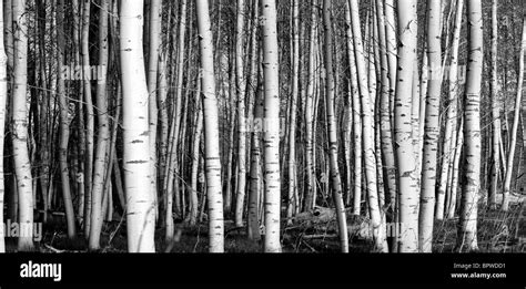 Bouleau Arbres Arbres Tronc Bois Blanc Banque D Images Noir Et Blanc