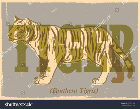 Hand Drawing Style Vintage Tiger Poster Stock Vector (Royalty Free ...