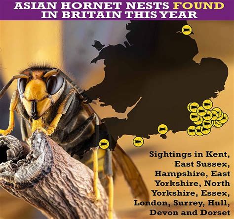 Record Numbers Of Giant Asian Hornets Invade Britain New Figures Show 78 Trends Now