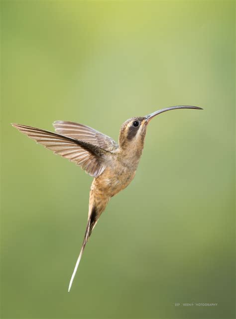 Hummingbirds — Deep Green Photography