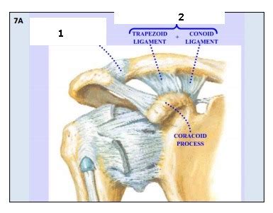 Shoulder Elbow Hip And Knee Ligaments Flashcards Quizlet