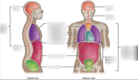 Male Reproductive System Anatomy Flashcards Quizlet