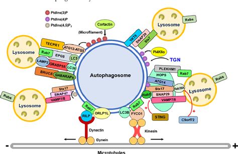 Figure From Molecular Mechanism Of Autophagosomelysosome Fusion In