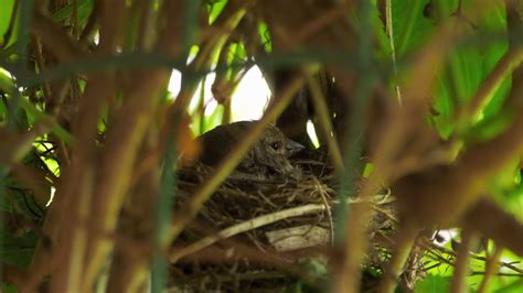 pájaro pardillo en el nido incuba huevos pájaro anidamiento período