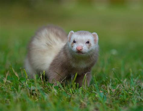 Ferret Colors A Guide To Ferret Colors And Patterns A Z Animals