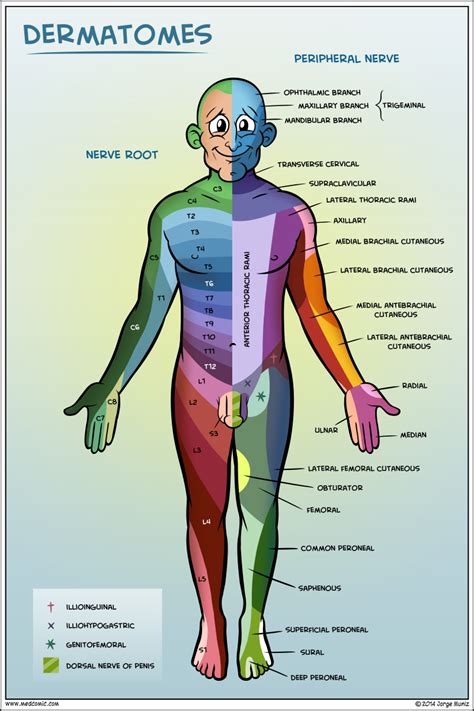 Dermatomes | Physical therapy assistant, Physical therapist assistant, Craniosacral therapy