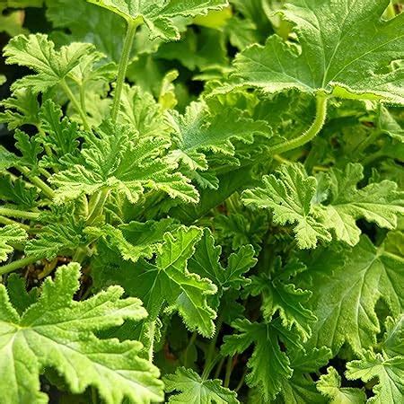 Amazon.com : 1000+ Citronella Plant Seeds for Planting Outdoors - Fresh ...