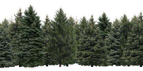 278 Different Trees Collection Isolated White Stock Photos Free