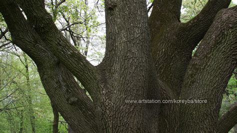 ArtStation - Giant Oak Tree #1 Photogrammetry image pack | Resources